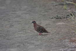 Imagem de Zenaida galapagoensis Gould 1841