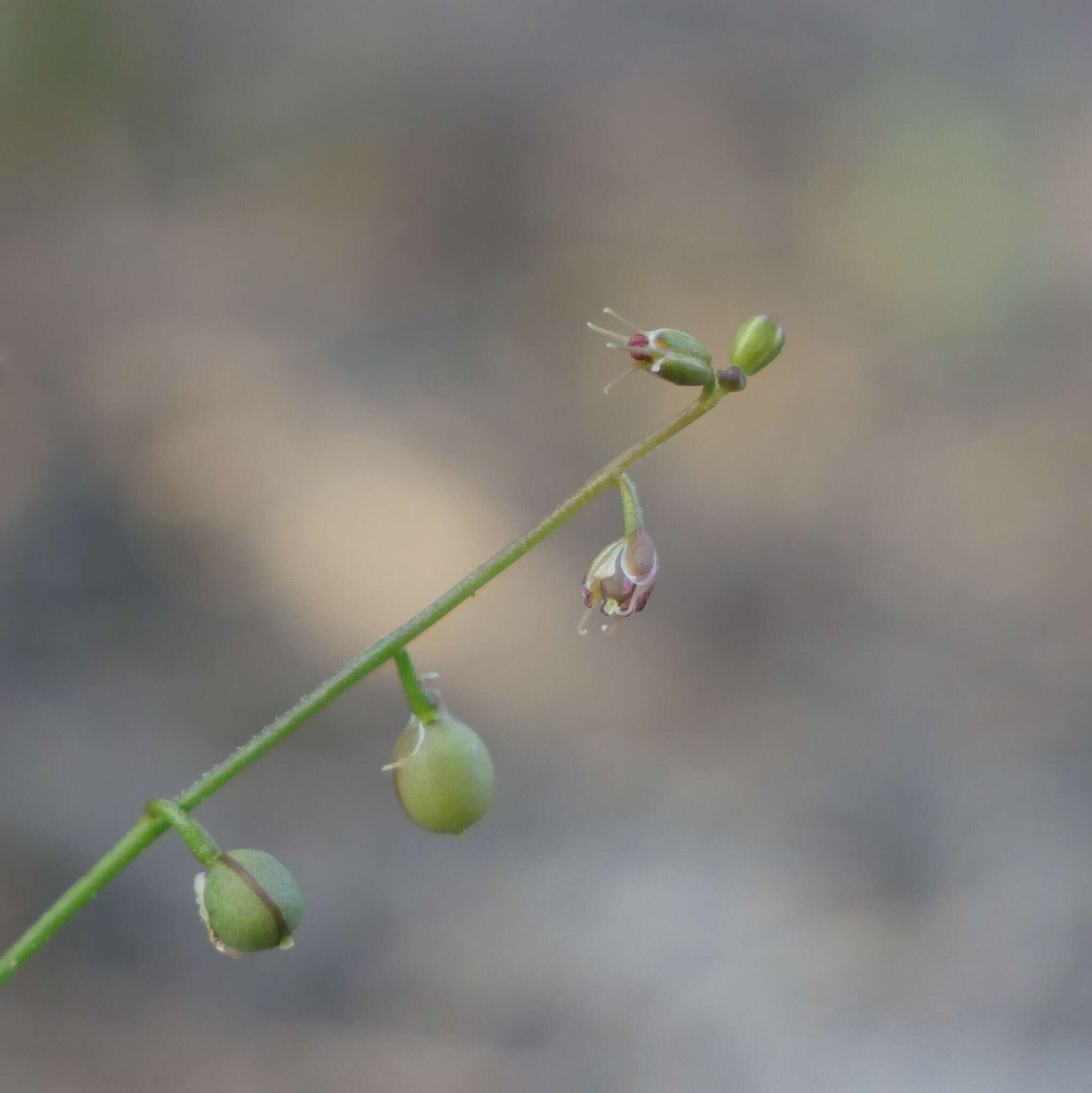 Слика од Stenopetalum sphaerocarpum F. Muell.