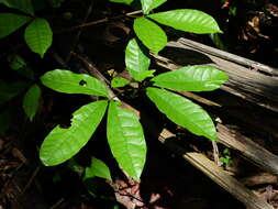 Image of Vitex triflora Vahl