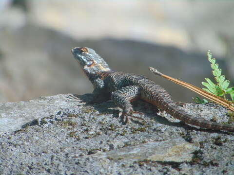 Image of Sceloporus torquatus binocularis Dunn 1936