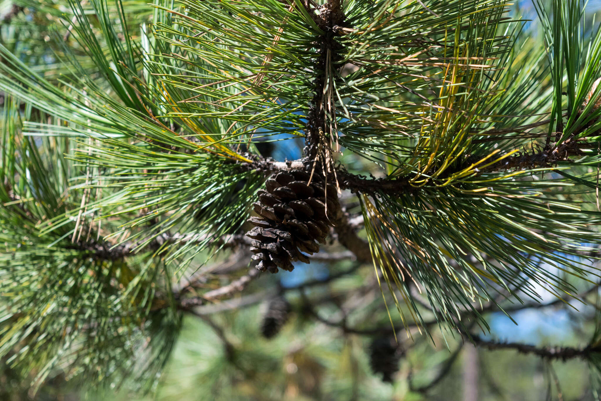 Image of Cooper's pine