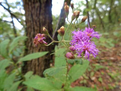 صورة Vernonia greggii A. Gray