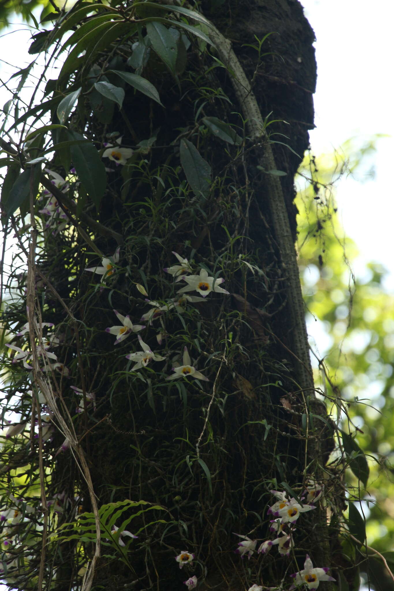 Imagem de Dendrobium falconeri Hook.