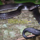 Image of Betanien Earth Snake