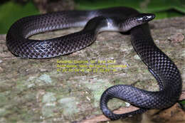 Image of Betanien Earth Snake