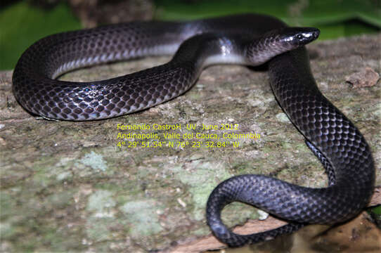 Image of Betanien Earth Snake