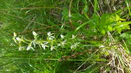 Image of lesser butterfly-orchid