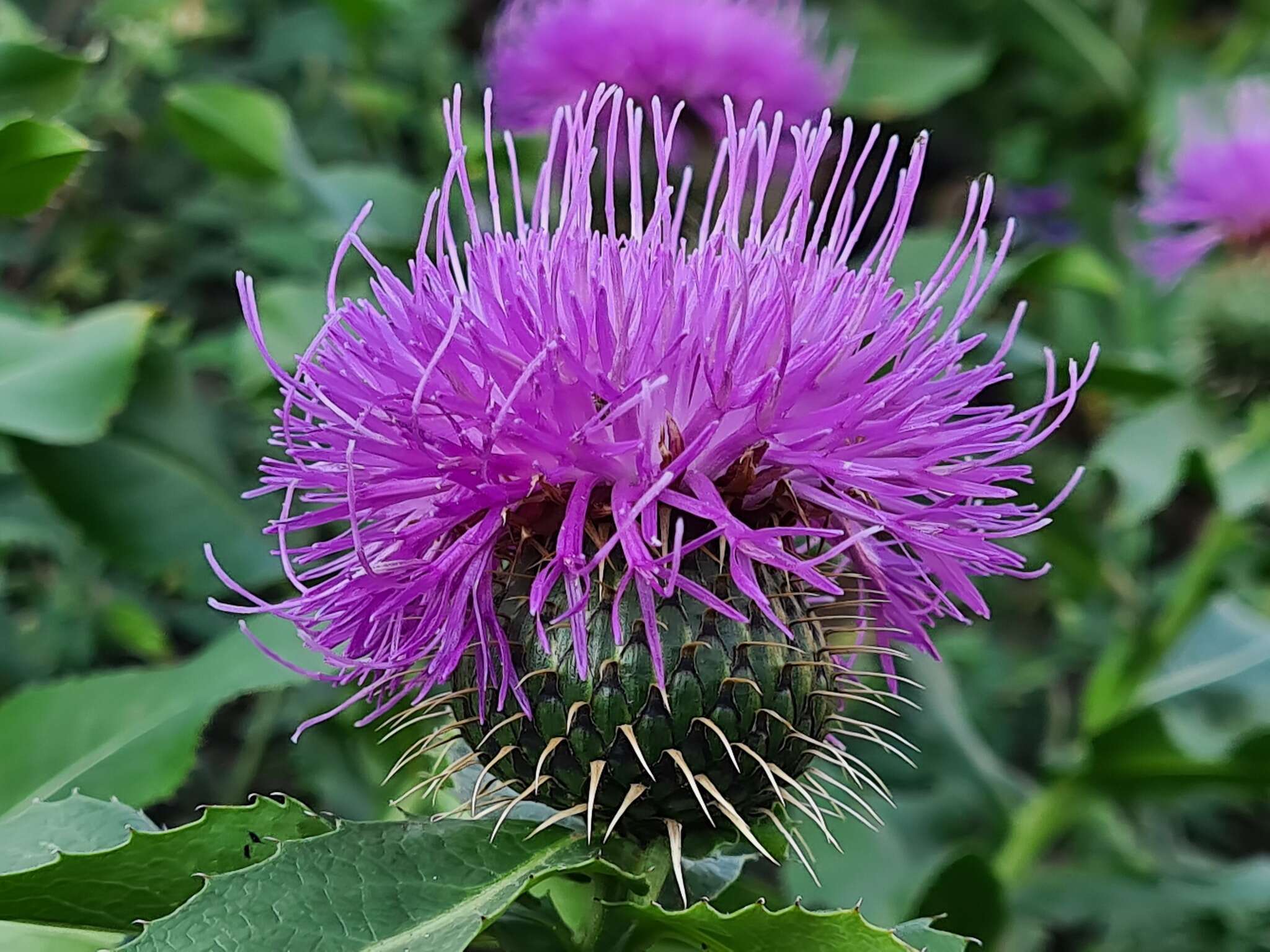 Image of Klasea flavescens subsp. caucasica (Boiss.) L. Martins