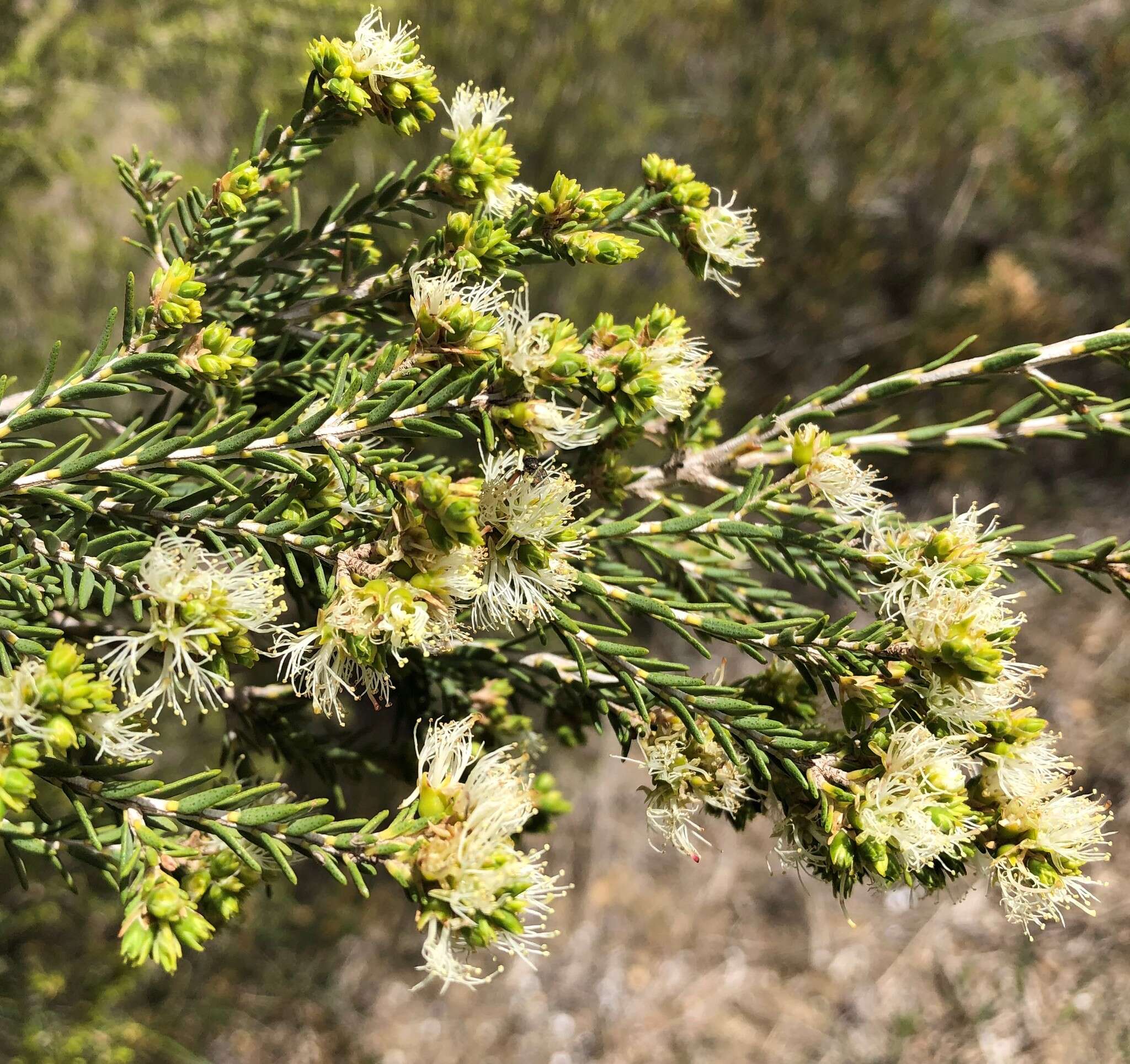 Imagem de Melaleuca brevifolia Turcz.