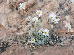 Image of Utah fleabane