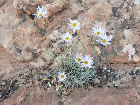 Image of Utah fleabane