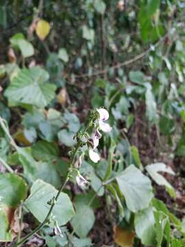 Image of tropical kudzu