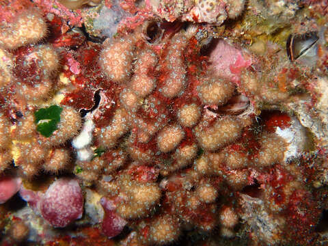 Image of Coral estrella