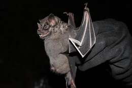 Image of fringed fruit-eating bat