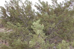 Juniperus coahuilensis (Martínez) Gaussen ex R. P. Adams resmi