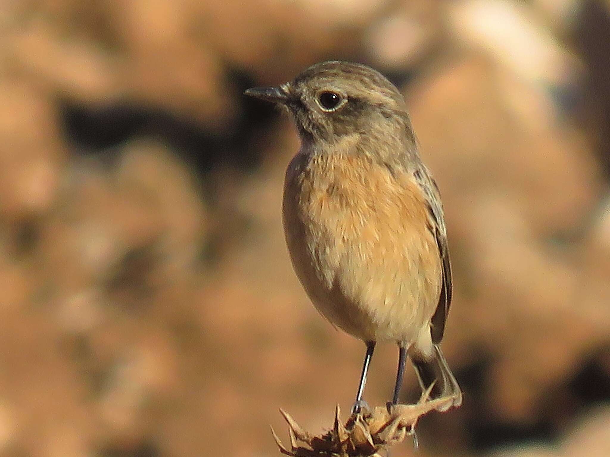 صورة Saxicola rubicola rubicola (Linnaeus 1766)