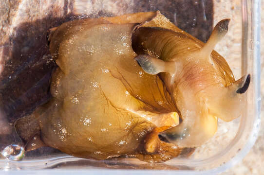 Image of Dwarf sea hare