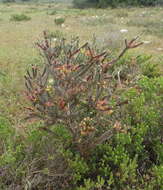 Image of Struthiola argentea Lehm.