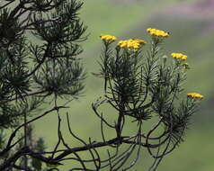 Image of Inulanthera thodei (Bolus) M. Källersjö