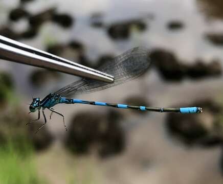 Image of Coenagrion lanceolatum (Selys ex Selys & McLachlan 1872)