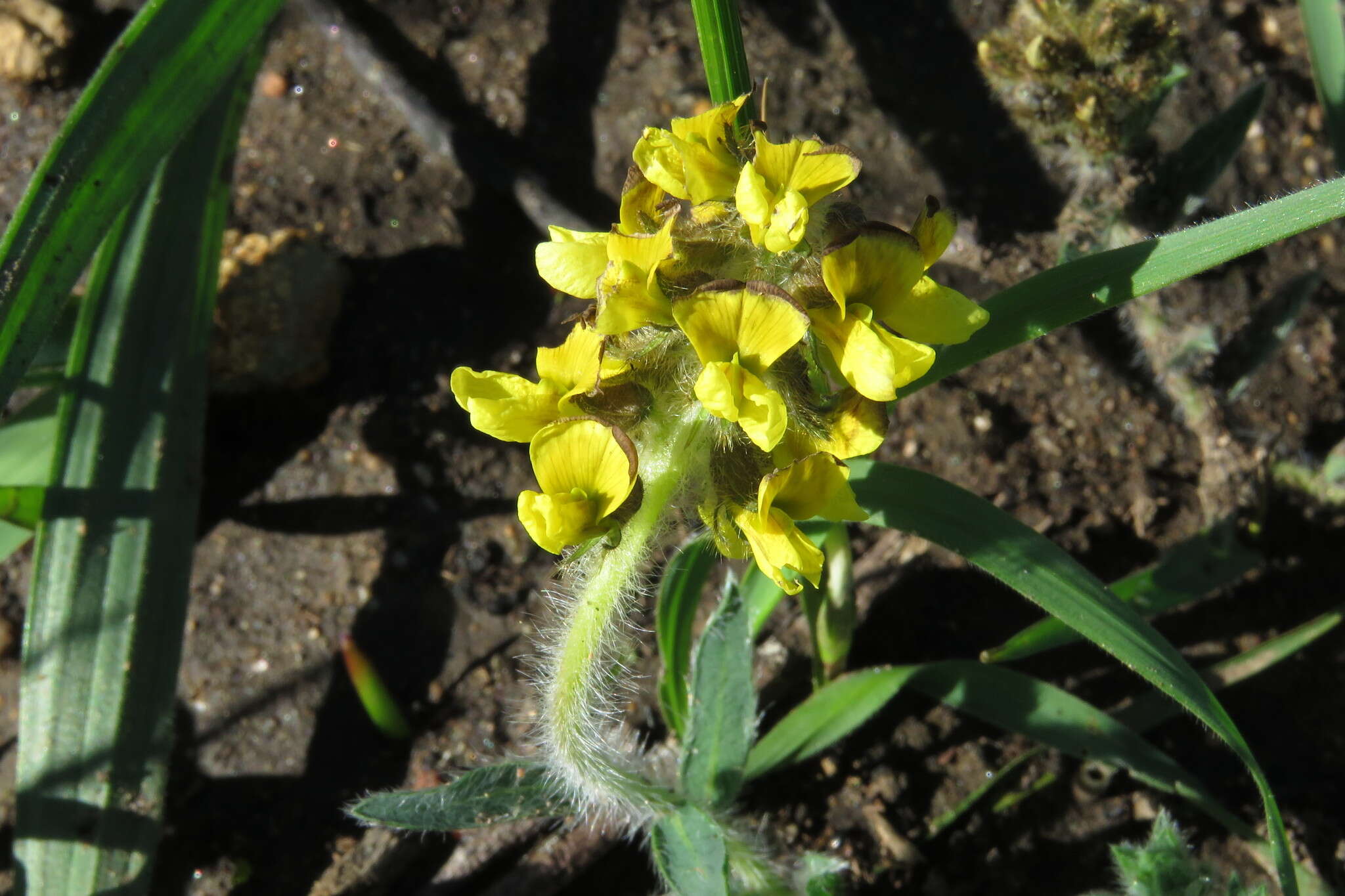 Plancia ëd Lotononis hirsuta (Thunb.) D. Dietr.