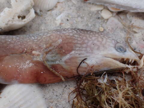 Image of Honeycomb Moray