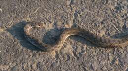 Image of buff striped keelback