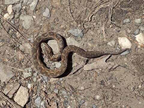 Image of Godman's Montane Pit Viper