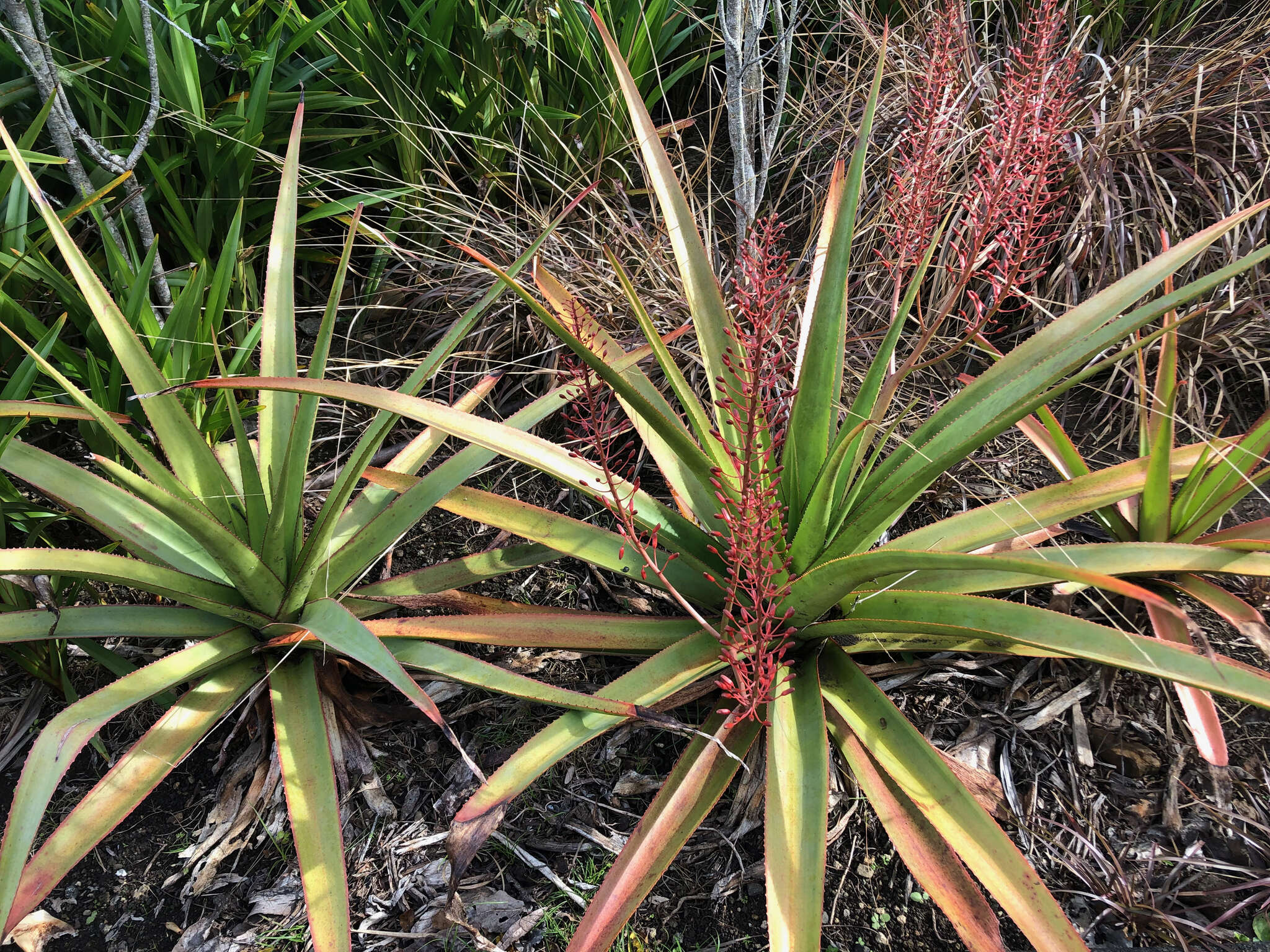 Aloe tormentorii (Marais) L. E. Newton & G. D. Rowley resmi