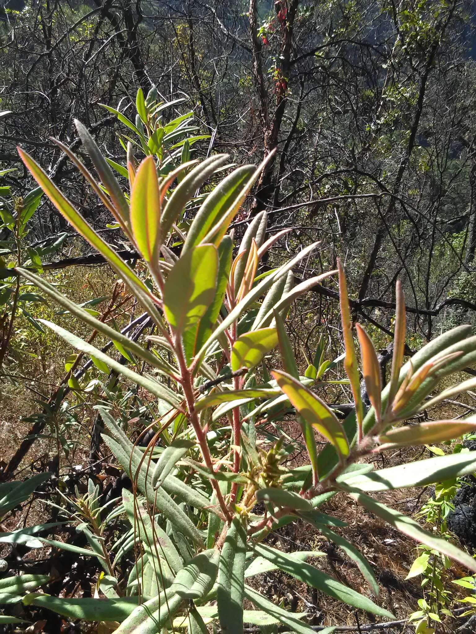 Image of Comarostaphylis longifolia (Benth.) Klotzsch