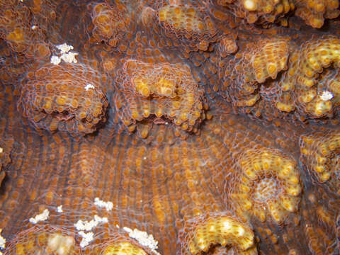 Image of Flat Lettuce Coral