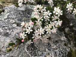 Image of Nematolepis ovatifolia (F. Müll.) Paul G. Wilson