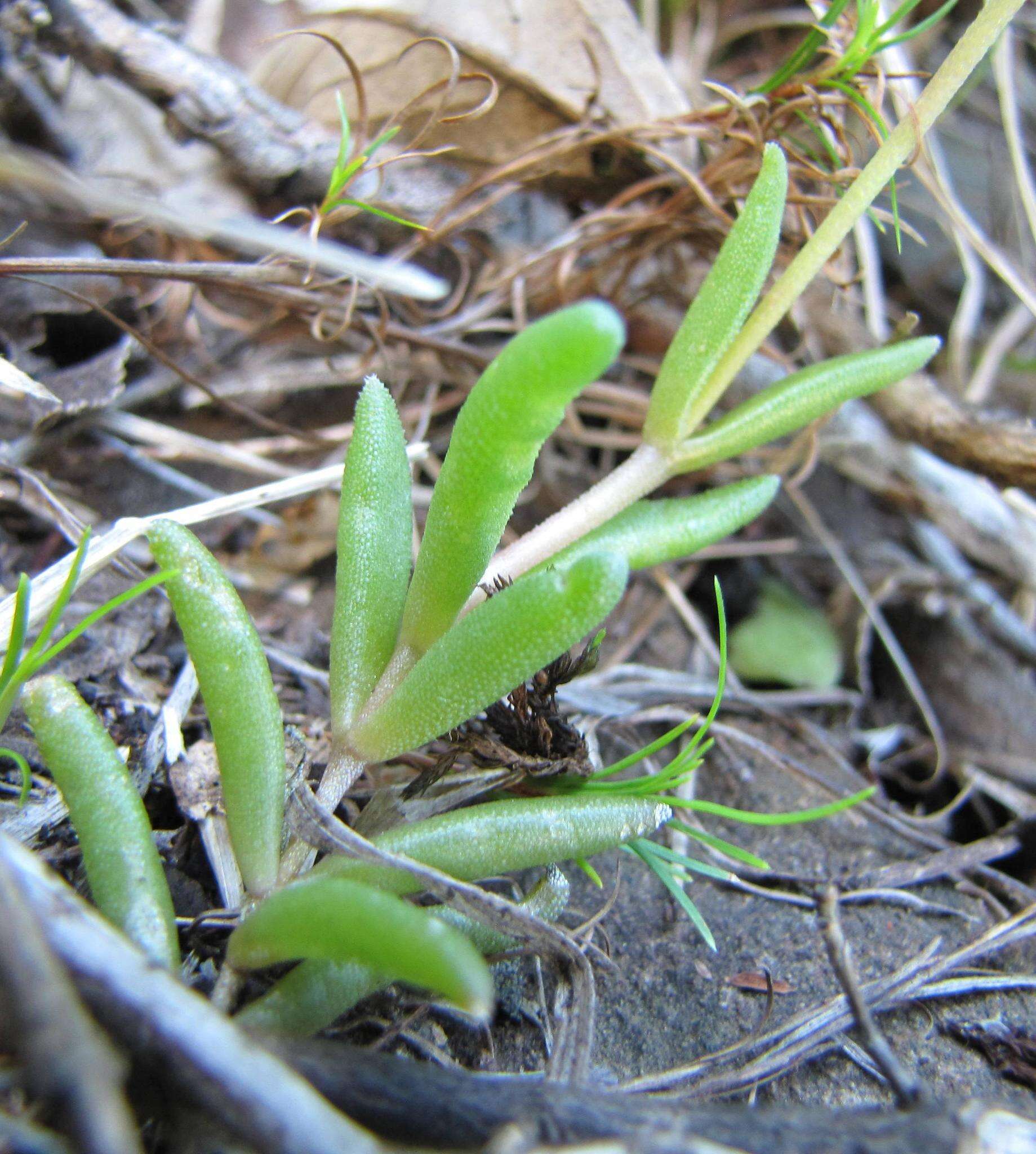 Imagem de Delosperma concavum L. Bol.