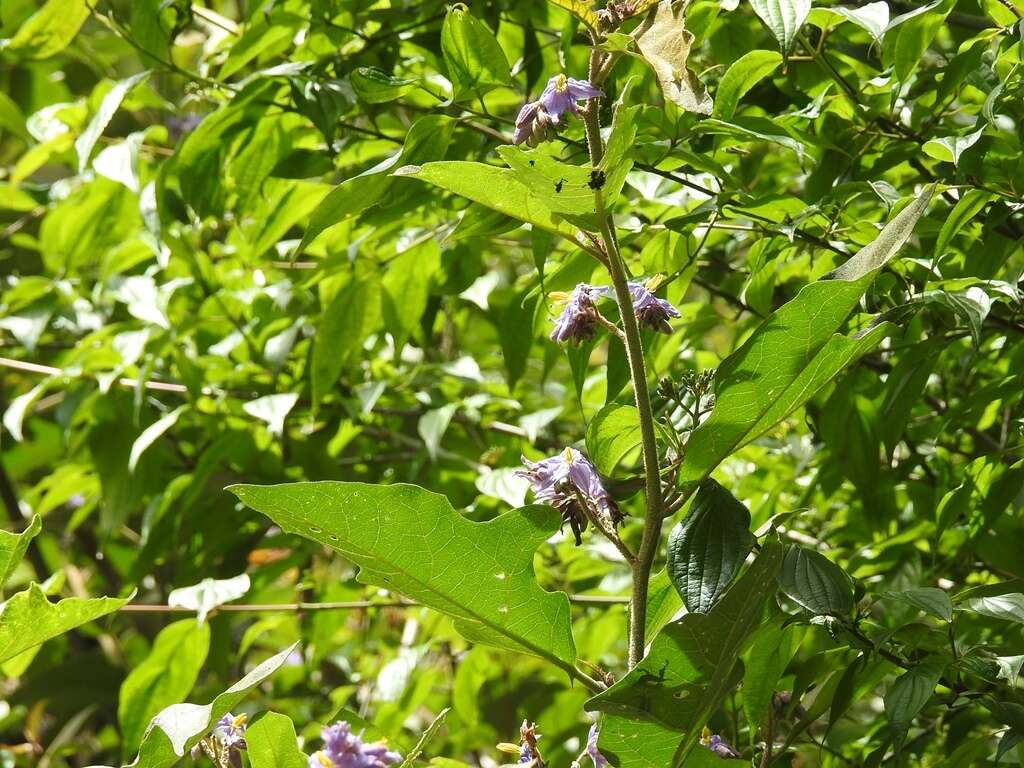 Solanum diversifolium Schltdl.的圖片