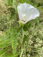 Image de Calystegia silvatica subsp. fraterniflora (Mackenzie & Bush) R. K. Brummitt