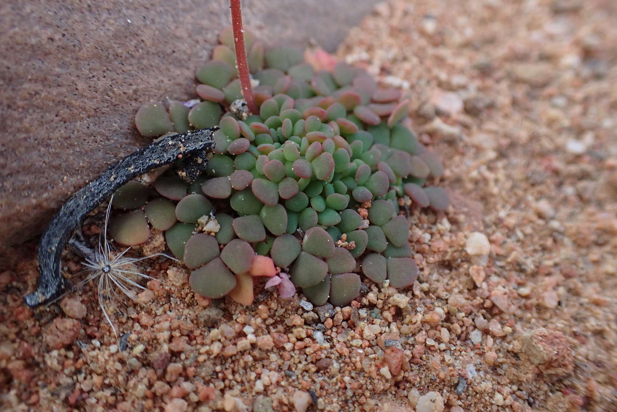 Sivun Oxalis inaequalis Weintroub kuva