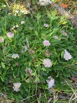 Image of Trachymene humilis subsp. breviscapa (Domin) P. Short