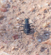 Image de Cicindela (Cicindelidia) obsoleta vulturina Le Conte 1853