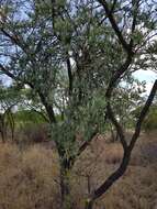 Image de Agelanthus natalitius (Meissn.) R. M. Polhill & D. Wiens