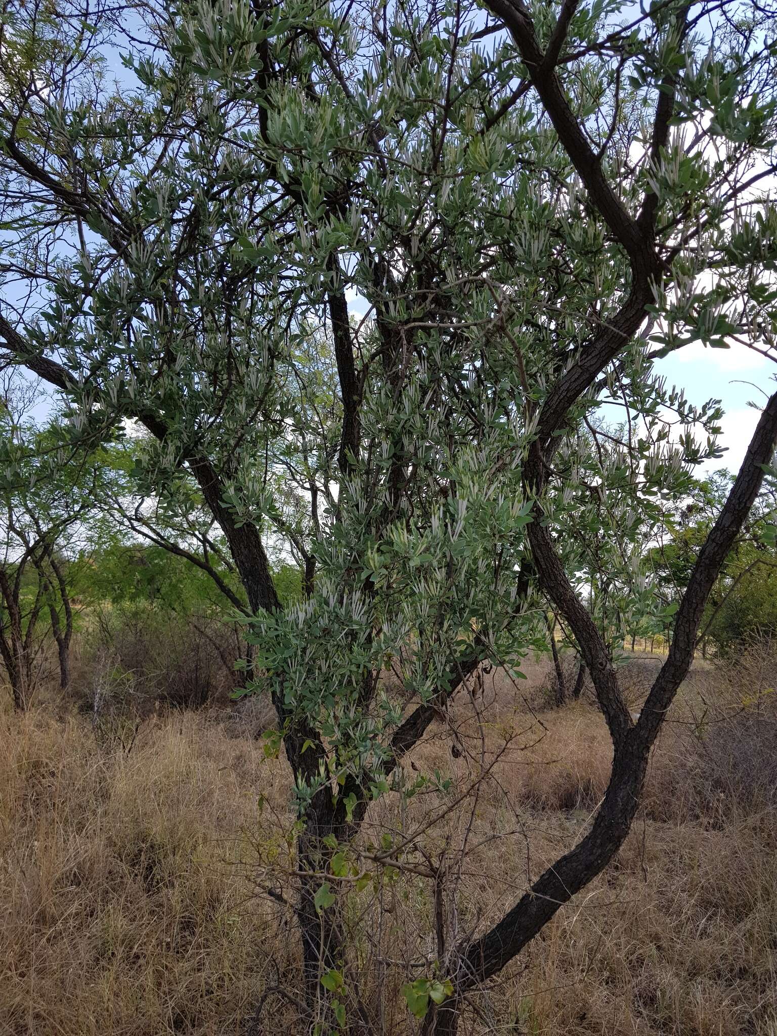 Sivun Agelanthus natalitius (Meissn.) R. M. Polhill & D. Wiens kuva