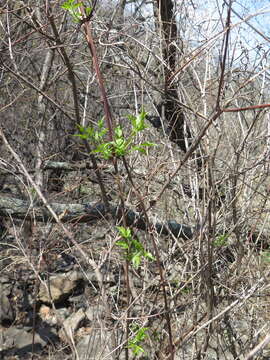 Image of Clematis brevicaudata DC.