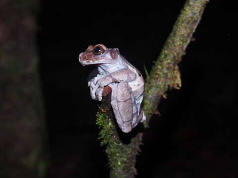 Image of Coronated Treefrog