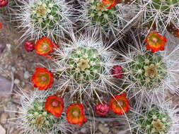 Image de Echinocereus coccineus subsp. coccineus