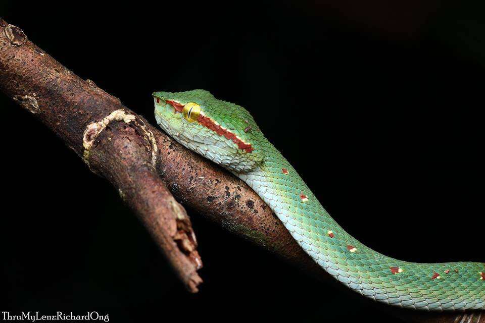 Image of Wagler's Keeled Green Pit Viper