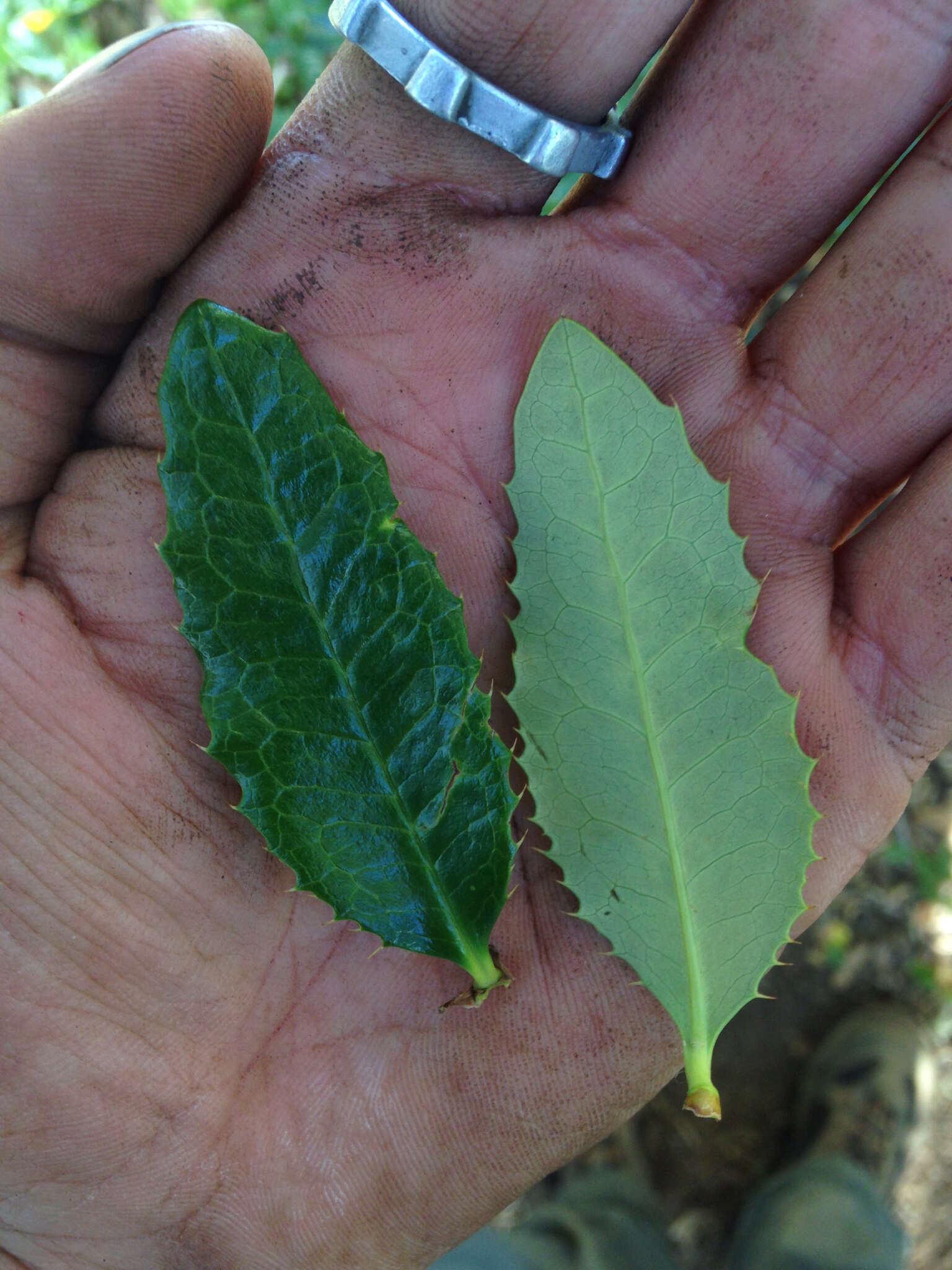 Image of Berberis pseudoilicifolia Skottsb.