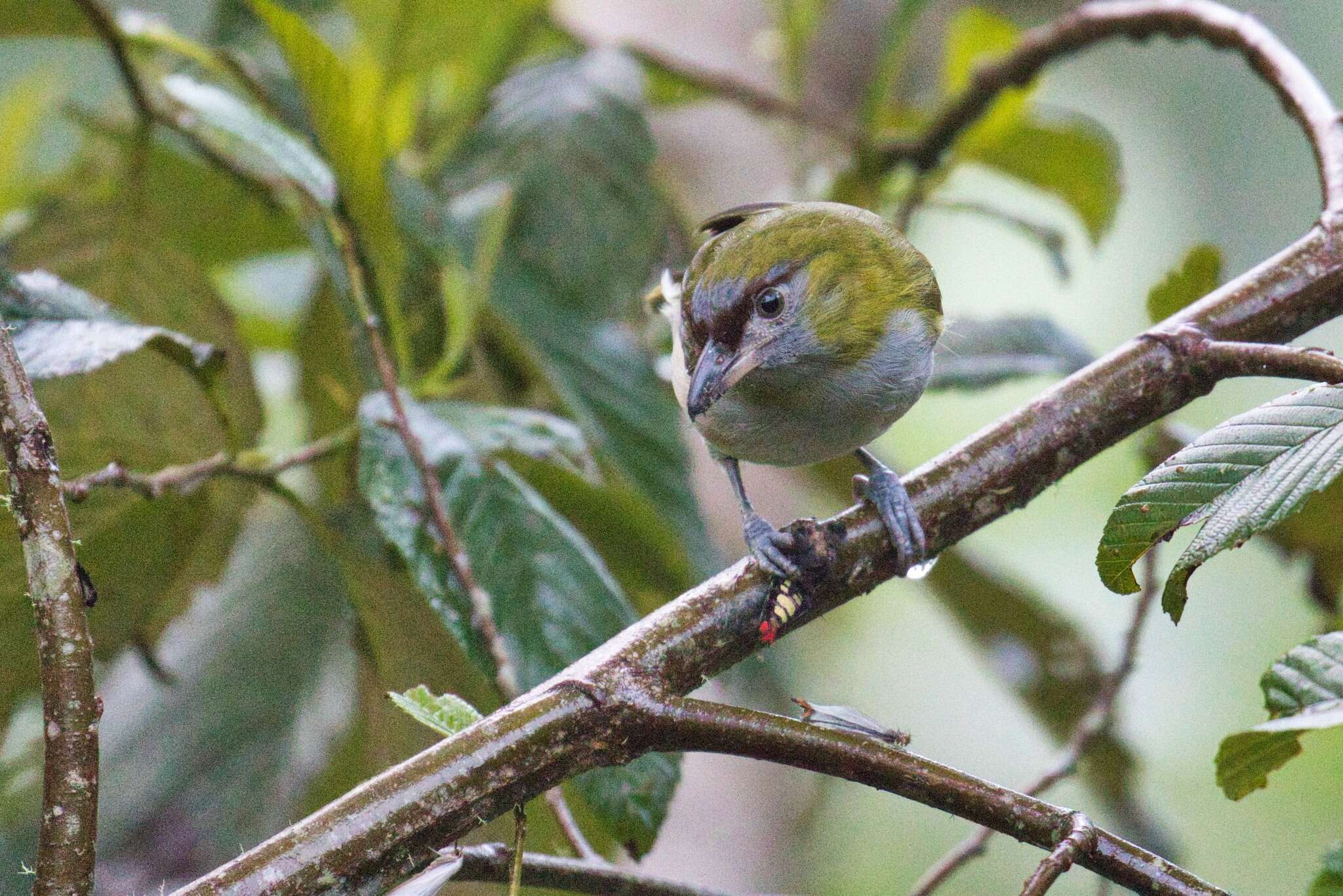 Plancia ëd Cyclarhis nigrirostris Lafresnaye 1842