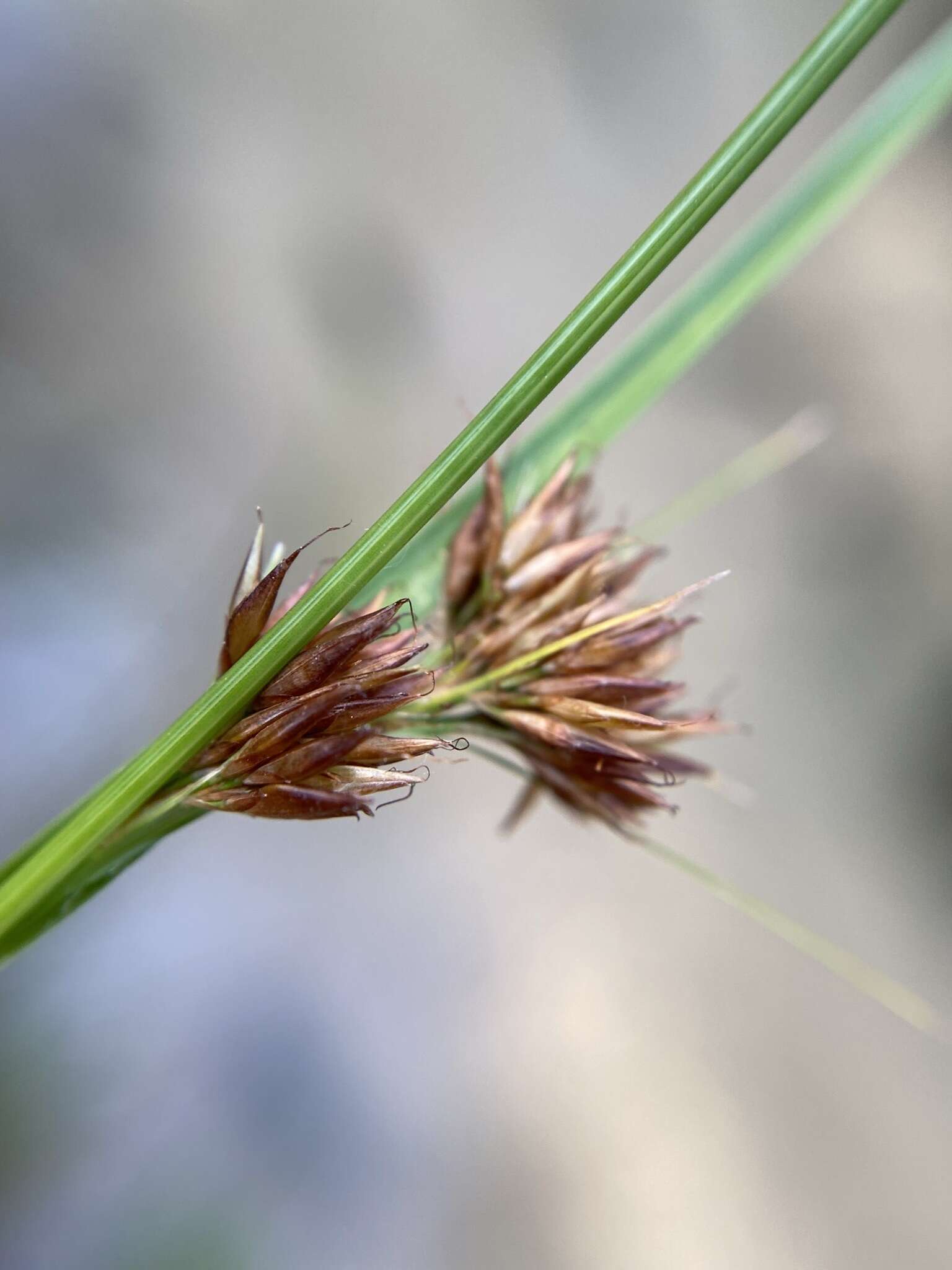 Image of Loose-Head Beak Sedge