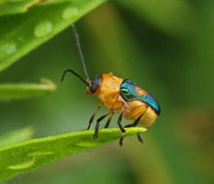 Imagem de Aporocera iridipennis