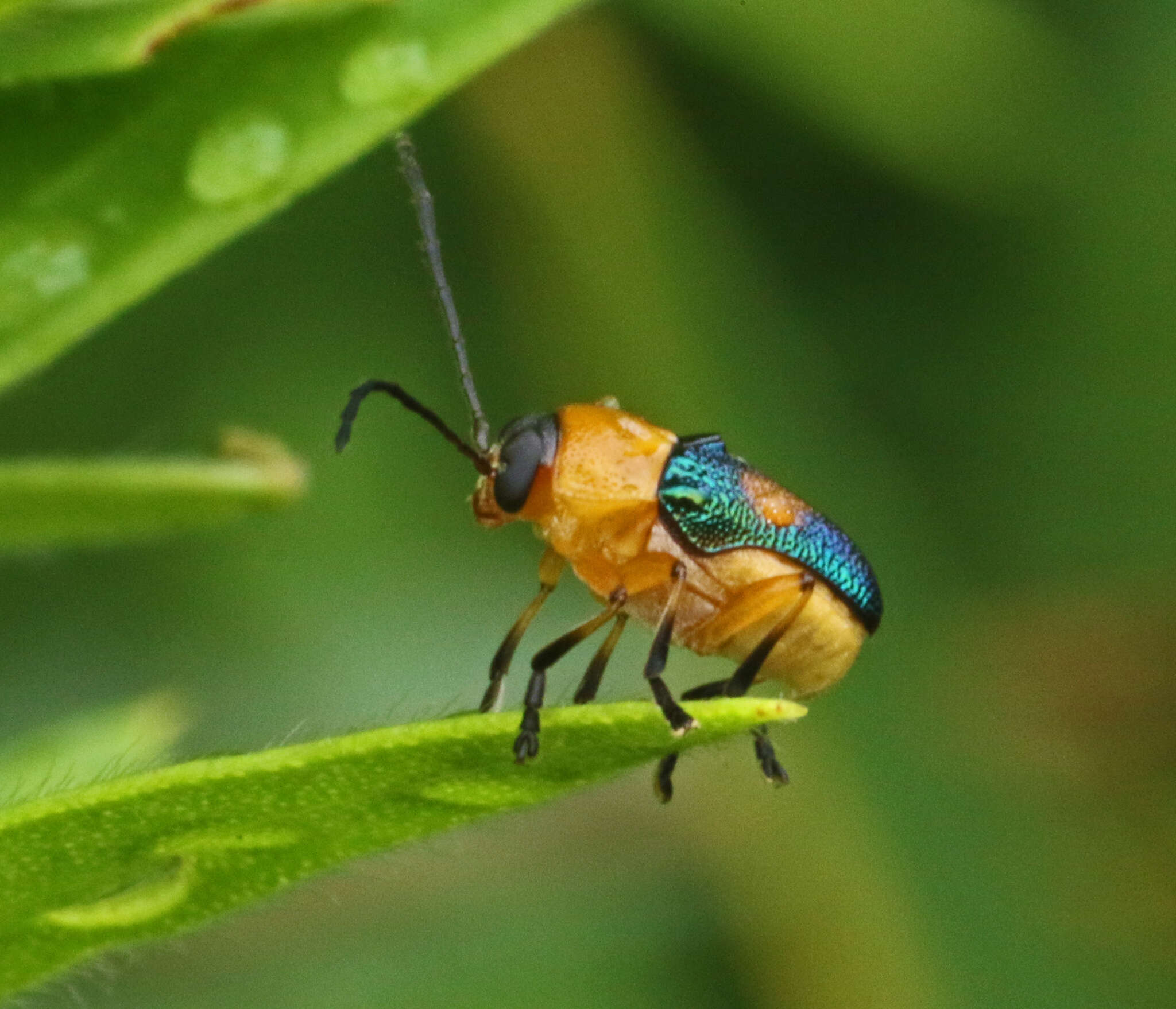 Imagem de Aporocera iridipennis