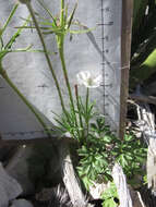 Image de Anemone tuberosa var. texana M. Enquist & B. Crozier